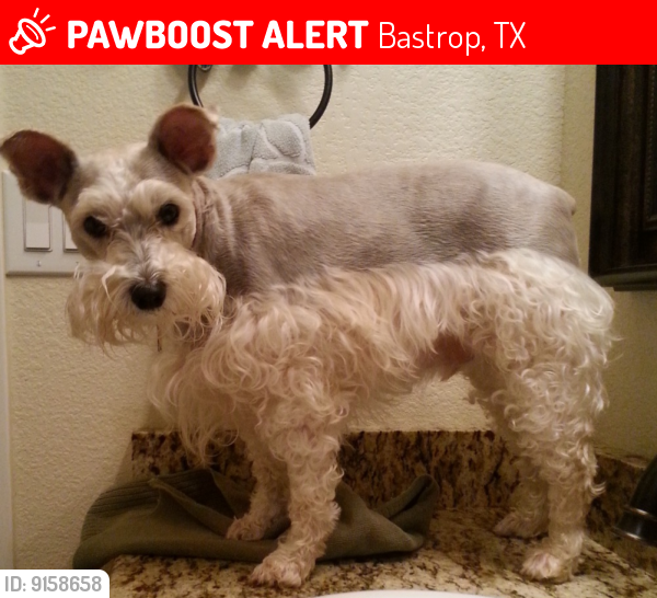 Lost Male Dog last seen Near Nanakuli Dr, Bastrop Texas , Bastrop, TX 78602
