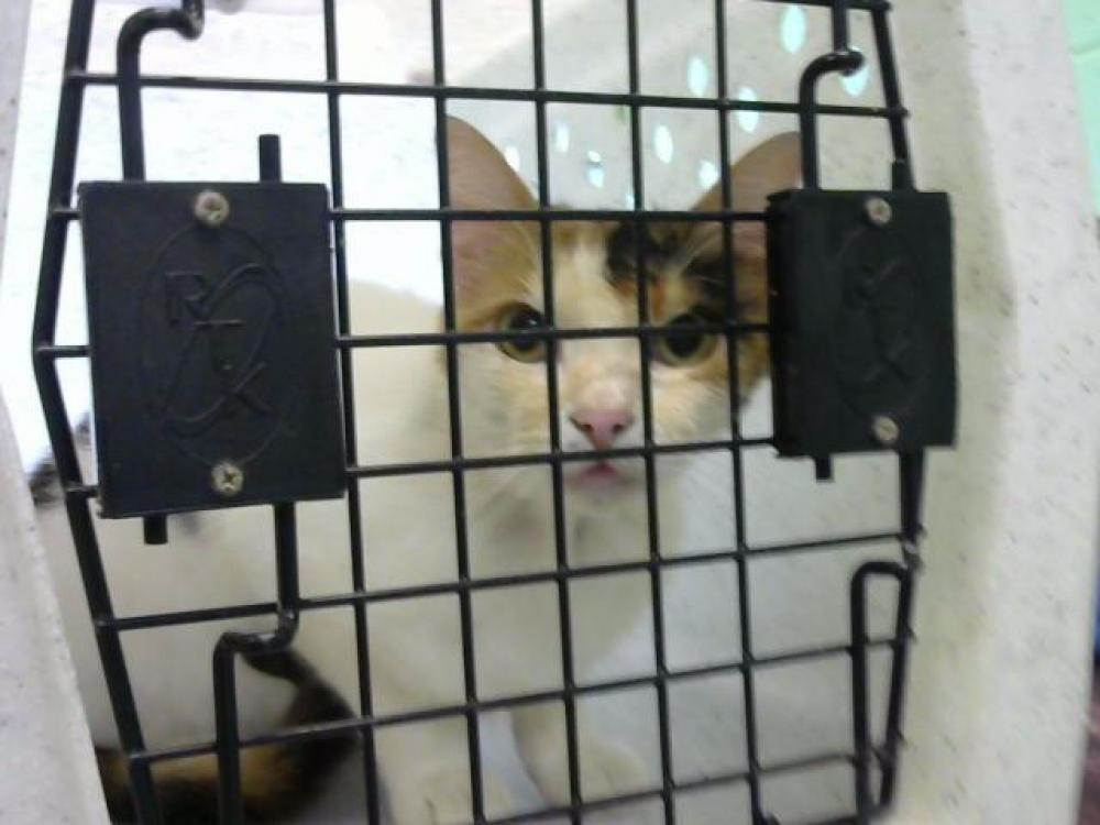 Shelter Stray Female Cat last seen Near BLOCK RED MILE- 6/6/23, Murfreesboro, TN 37129