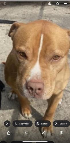Lost Male Dog last seen Near S Seeley Ave , Chicago, IL 60636