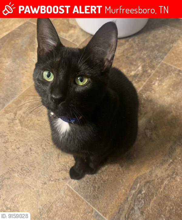 Murfreesboro, TN Lost Female Cat, Nancy Is Missing PawBoost
