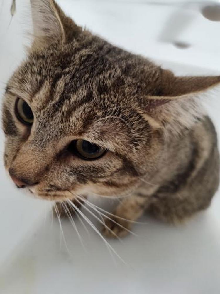 Shelter Stray Male Cat last seen Near E patapsco ave, 21224, MD, Baltimore, MD 21230