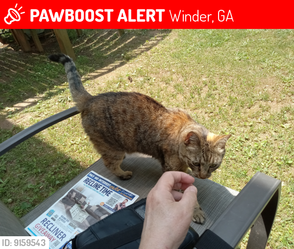 Lost Female Cat last seen Lighthouse Dr and Atlanta Hwy , Winder, GA 30680