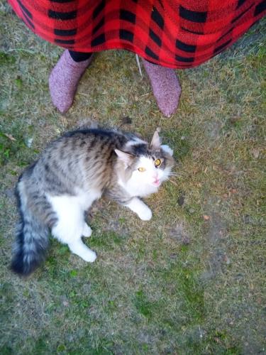 Found/Stray Unknown Cat last seen White haven road , Calgary, AB T1Y 6A6