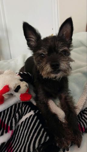 Lost Male Dog last seen Guadalupe and 74th at , Mesa, AZ 85209
