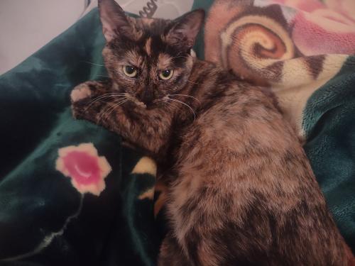 Lost Female Cat last seen Oakland estates, Elkhart, IN 46517