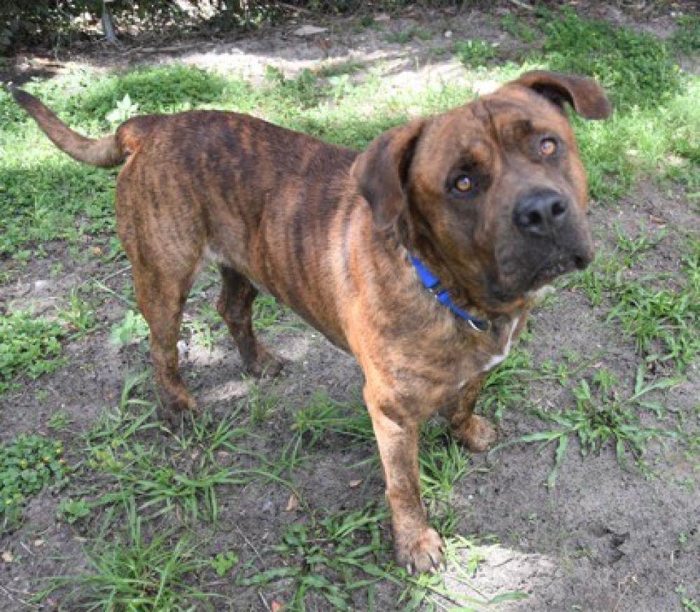 Shelter Stray Male Dog last seen Citrus County, FL , Inverness, FL 34450