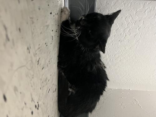 Found/Stray Unknown Cat last seen Kyrene and Guadalupe , Tempe, AZ 85283