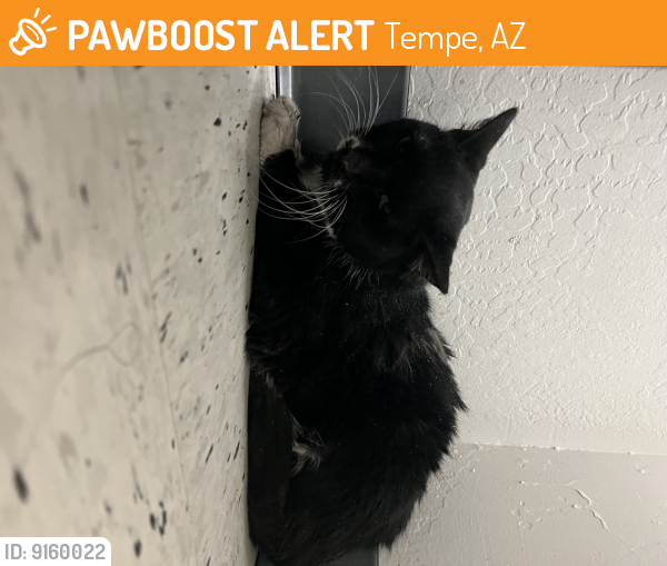 Surrendered Male Cat last seen Kyrene and Guadalupe , Tempe, AZ 85283