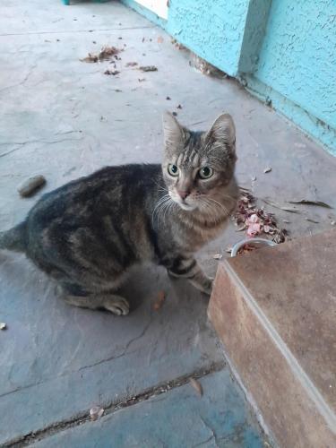 Found/Stray Unknown Cat last seen Chandler Blvd & rural, Chandler, AZ 85224
