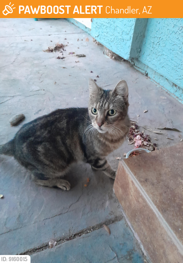 Found/Stray Unknown Cat last seen Chandler Blvd & rural, Chandler, AZ 85224
