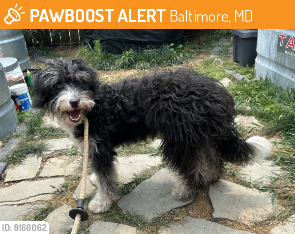 Rehomed Male Dog last seen Herkimer St. and Bayard St. in the Pigtown neighborhood of Baltimore MD, Baltimore, MD 21223