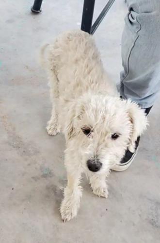 Lost Female Dog last seen 99th ave & illini, Tolleson, AZ 85353