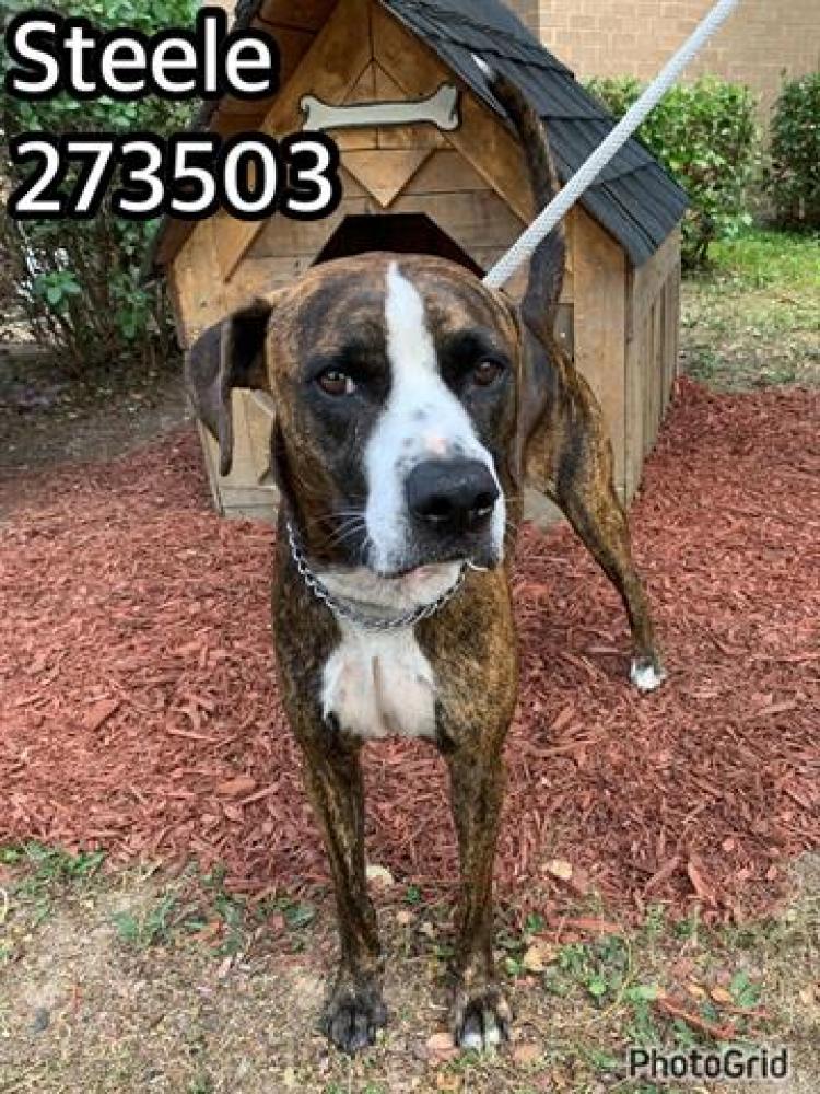 Shelter Stray Male Dog last seen NAPIER AVE, Macon, GA 31216