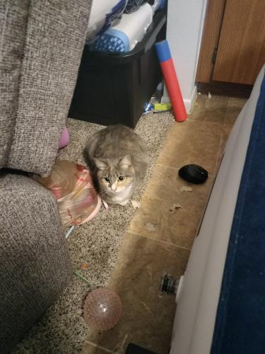 Found/Stray Female Cat last seen 28th peoria, Phoenix, AZ 85029