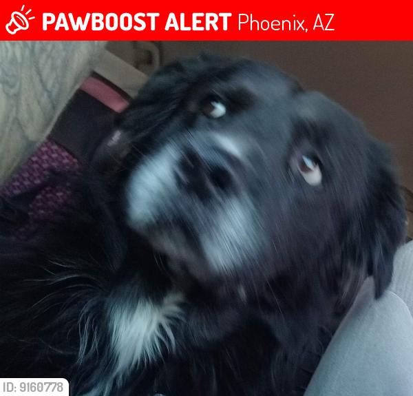 Lost Male Dog last seen 35th ave and Glendale ave, Phoenix, AZ 85019