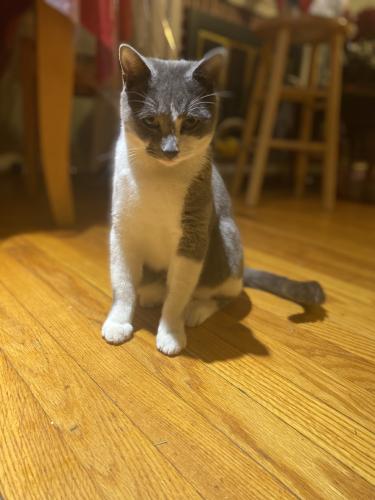Lost Male Cat last seen Clifton park village, Silver Spring, MD 20901