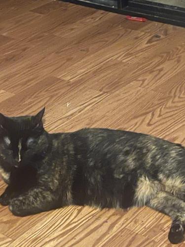 Lost Female Cat last seen Near w Bloomfield rd Phoenix Arizona 85029, Phoenix, AZ 85029