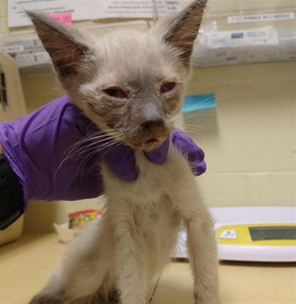 Shelter Stray Male Cat last seen LEJANO WAY & OSUNA WAY, Sacramento, CA 95818
