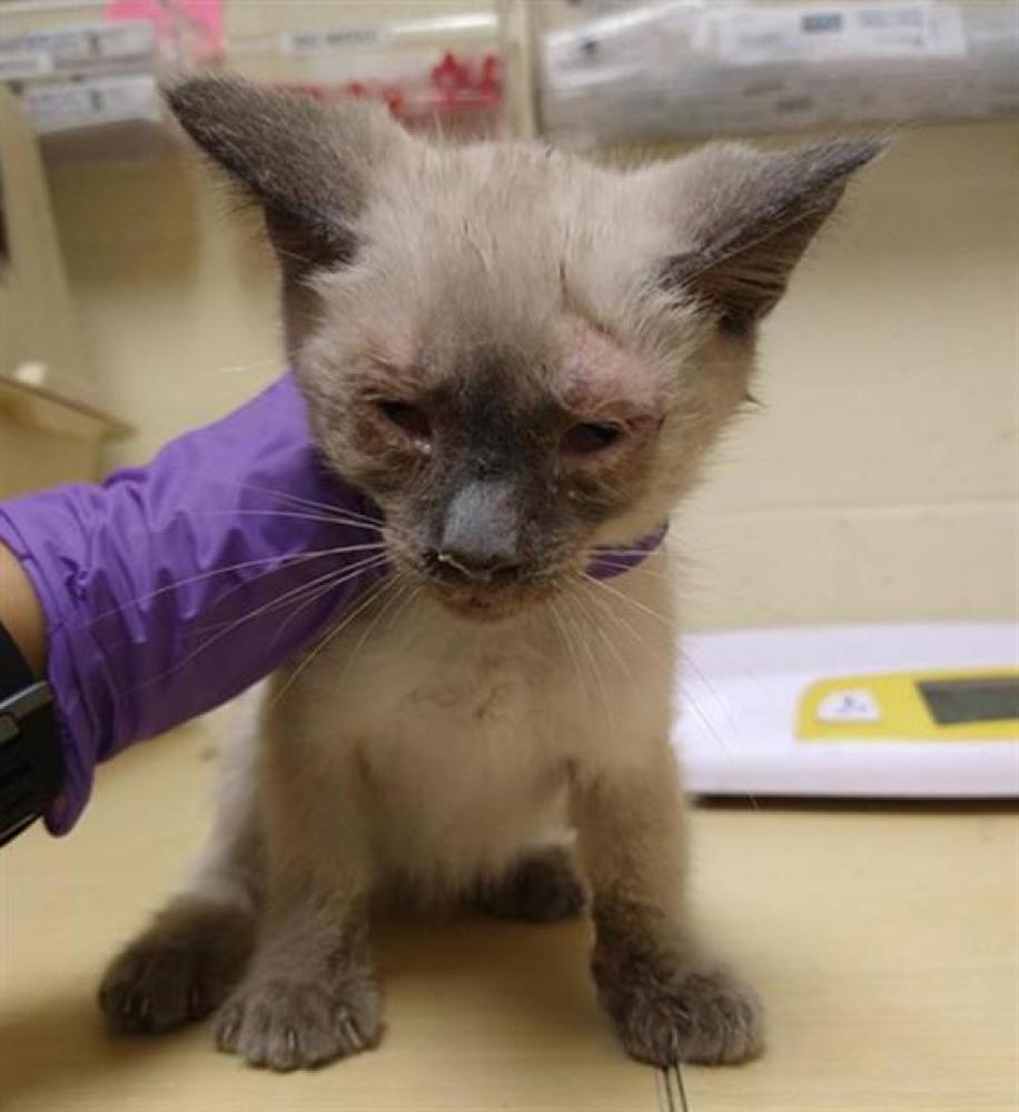 Shelter Stray Male Cat last seen LEJANO WAY & OSUNA WAY, Sacramento, CA 95818