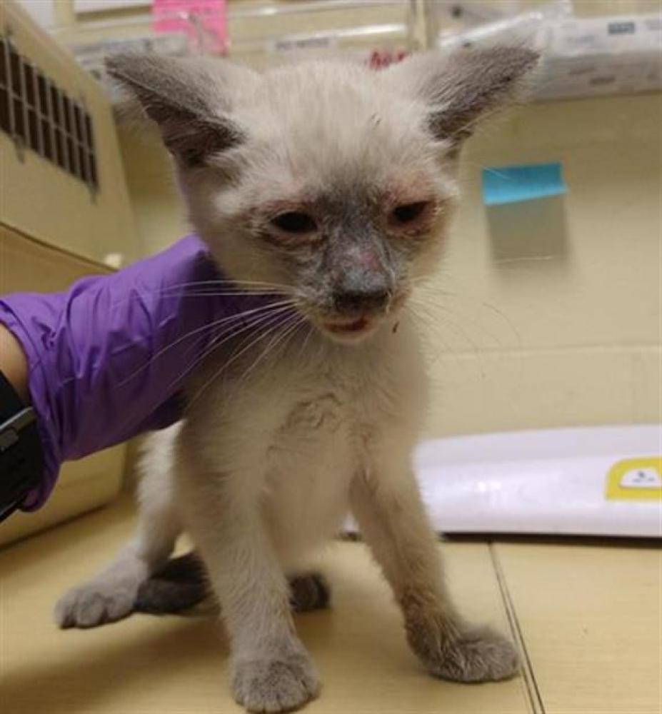 Shelter Stray Female Cat last seen LEJANO WAY & OSUNA WAY, Sacramento, CA 95818