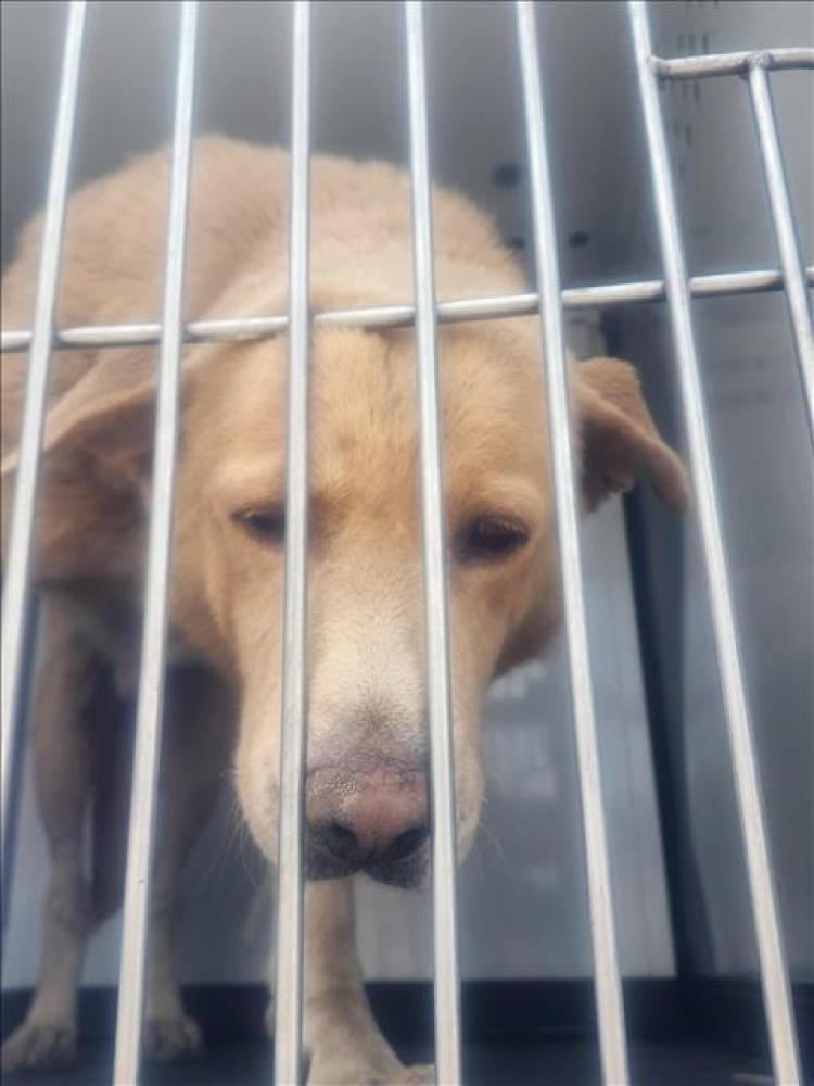 Shelter Stray Male Dog last seen Near BLOCK LAUREL AVE, ARVIN CA 93203, Bakersfield, CA 93308