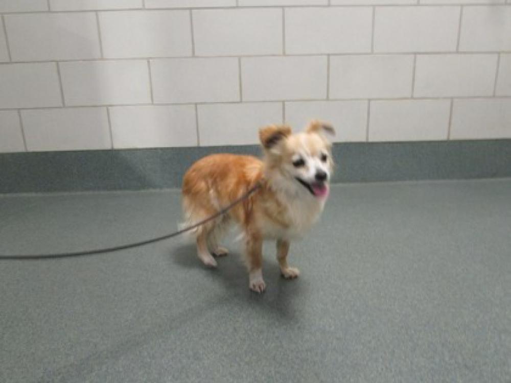 Shelter Stray Male Dog last seen Upperville, VA, 20184, Fairfax County, VA, Fairfax, VA 22032