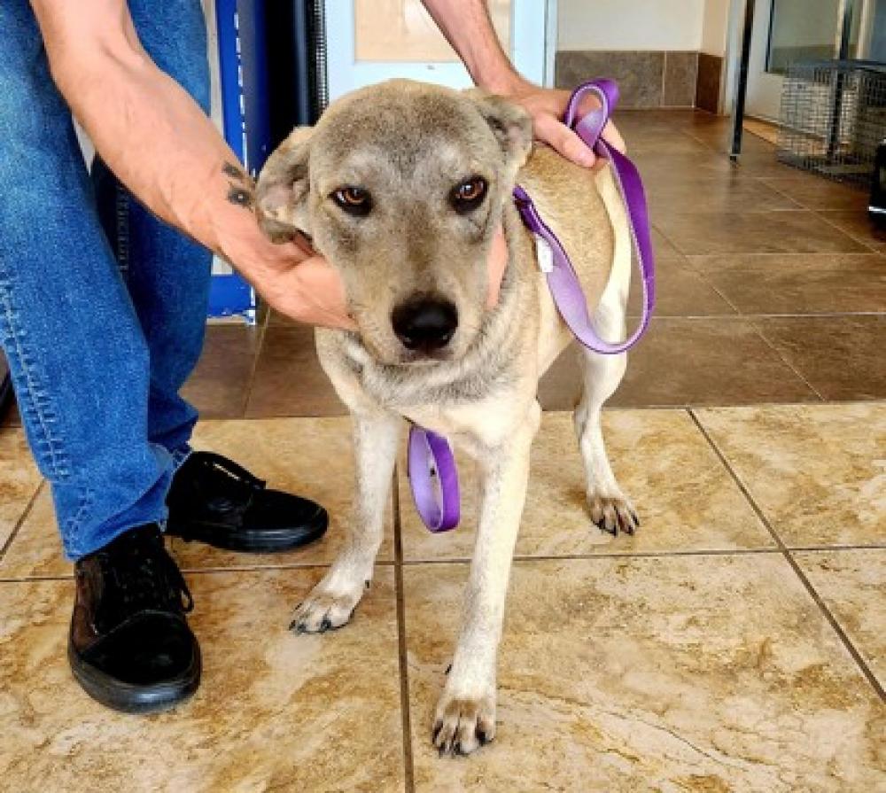 Shelter Stray Female Dog last seen Teravista, TX 78626, Georgetown, TX 78626