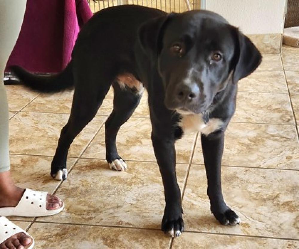 Shelter Stray Male Dog last seen Williamson County, TX 78641, Georgetown, TX 78626