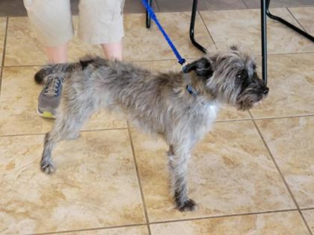 Shelter Stray Male Dog last seen Brushy Creek, TX 78681, Georgetown, TX 78626