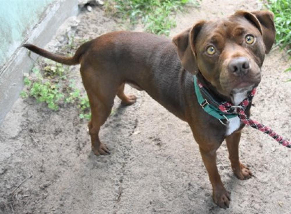 Shelter Stray Male Dog last seen Lecanto, FL , Inverness, FL 34450