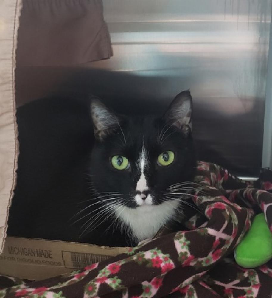 Shelter Stray Male Cat last seen nanticoke, 21230, MD, Baltimore, MD 21230