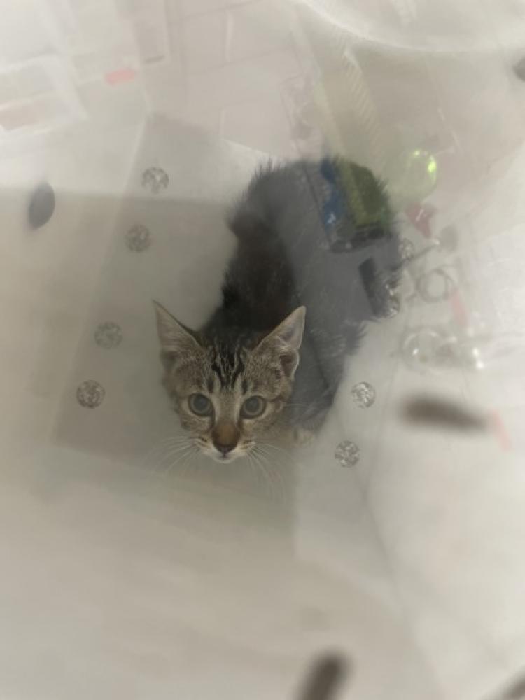Shelter Stray Female Cat last seen Near Kevin Rd, 21229, MD, Baltimore, MD 21230