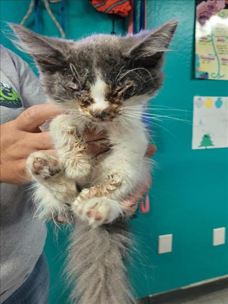 Shelter Stray Male Cat last seen FOUND ON PROPERTY, Bakersfield, CA 93308