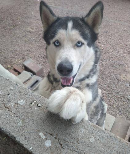 Lost Male Dog last seen Montezuma and St Anne , Phoenix, AZ 85041
