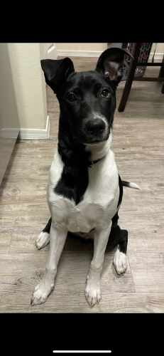 Lost Male Dog last seen Mountain View BLVD and Reems, Surprise, AZ 85374