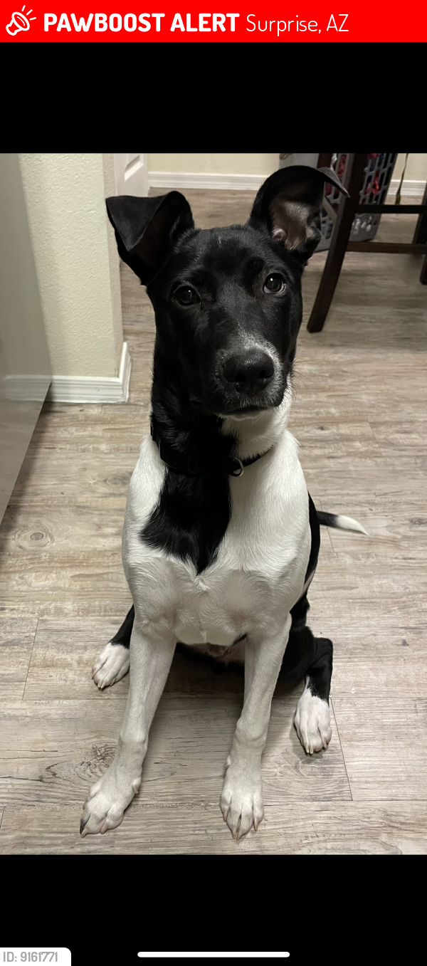 Lost Male Dog last seen Mountain View BLVD and Reems, Surprise, AZ 85374