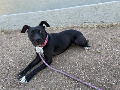 Found/Stray Female Dog last seen Moon valley elementary , Phoenix, AZ 85023