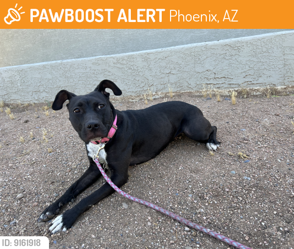 Found/Stray Female Dog last seen Moon valley elementary , Phoenix, AZ 85023