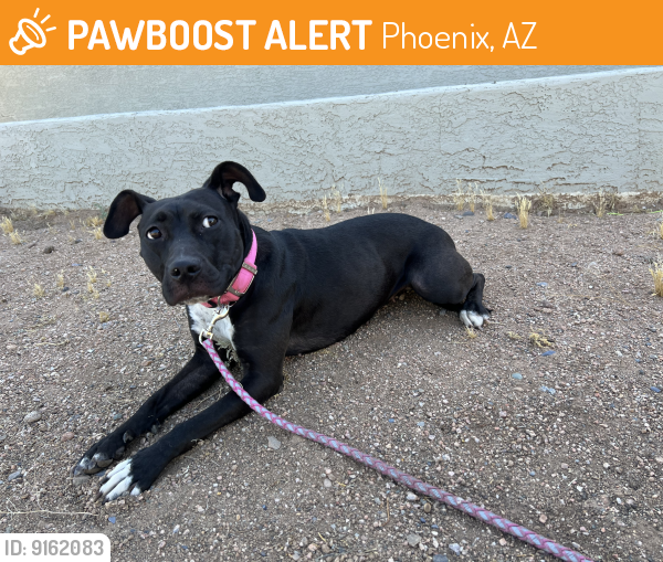 Found/Stray Female Dog last seen 19th ave and west voltaire phx 85029, Phoenix, AZ 85029