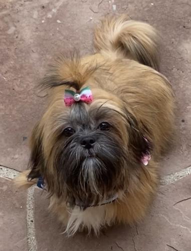 Lost Female Dog last seen 43rd and happy valley, Phoenix, AZ 85310