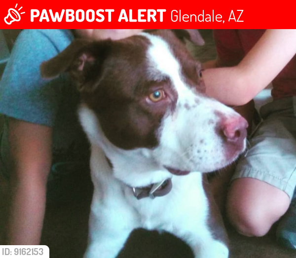 Lost Male Dog last seen n 45th ave near AMS elementary , Glendale, AZ 85301