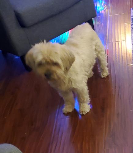 Lost Female Dog last seen North 87th Ave and West Missouri Ave, Glendale, AZ 85305