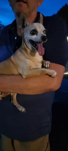 Found/Stray Female Dog last seen 65th Dr and Escuda Rd, Glendale, AZ 85308