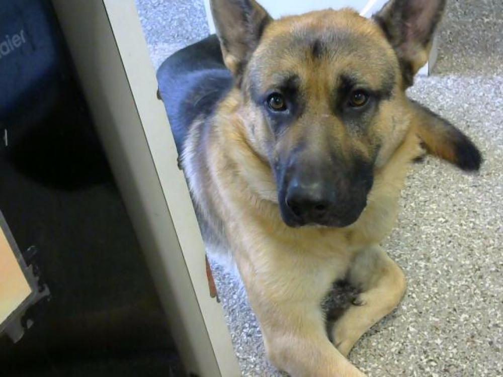 Shelter Stray Male Dog last seen MAIN ST - 1 DAY, Murfreesboro, TN 37129
