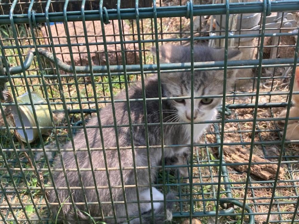 Shelter Stray Unknown Cat last seen Near BLOCK HIGHLAND ST/ PAWS TRAP, Murfreesboro, TN 37129