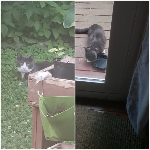 Found/Stray Unknown Cat last seen Main and pickett, Fairfax, VA 22032
