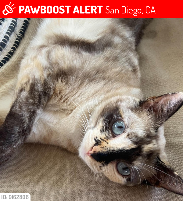Lost Female Cat last seen Venice Ave and Santa Barbara St, San Diego, CA 92107