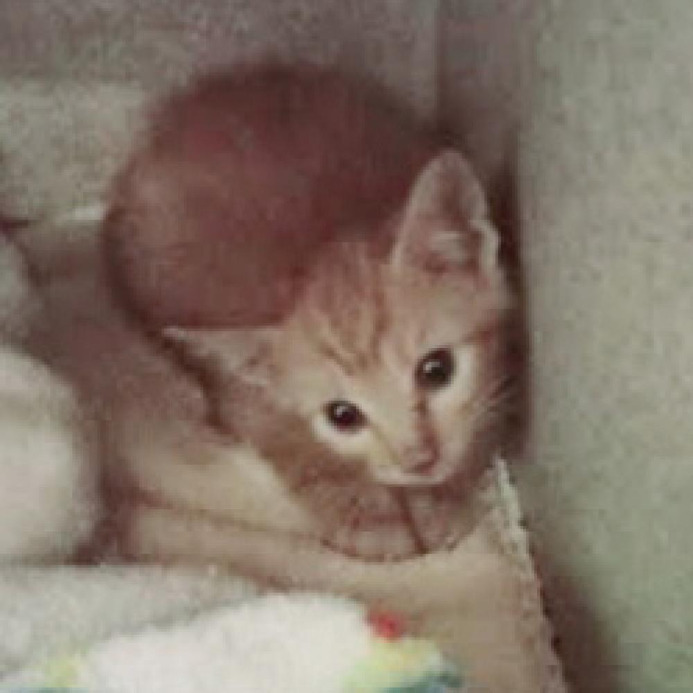 Shelter Stray Male Cat last seen Near Clay Terrace NE 20019, NE, DC, Washington, DC 20011