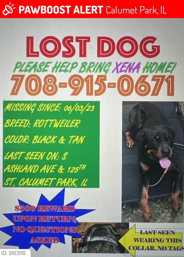 Lost Female Dog last seen Calumet Park Fire station , Calumet Park, IL 60827