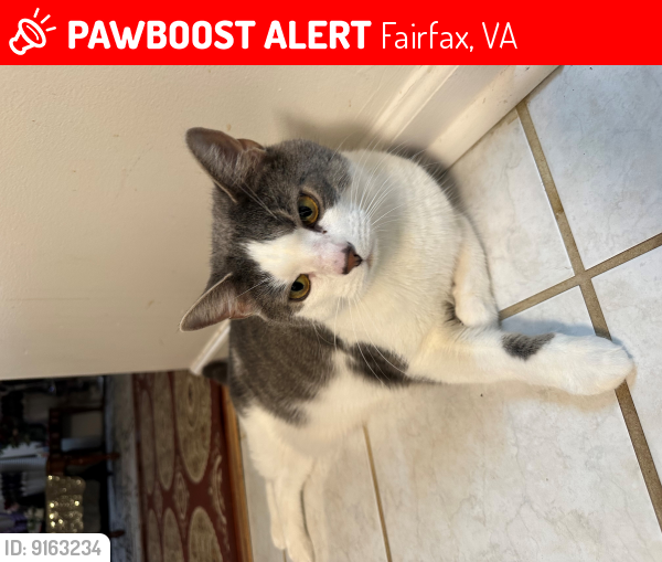 Lost Male Cat last seen Near brookgreen drive, Fairfax, VA 22033